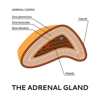 Adrenal Fatigue, Metabolic Syndrome and Weight Gain – Are They Linked ...